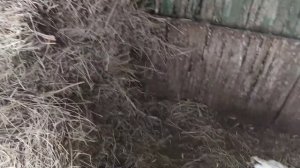 РАСКЛËВ ЯИЦ У КУР! БЫСТРОЕ ЛЕЧЕНИЕ! 100% РЕШЕНИЕ ПРОБЛЕМЫ! КАК ОТУЧИТЬ КУР КЛЕВАТЬ ЯЙЦА