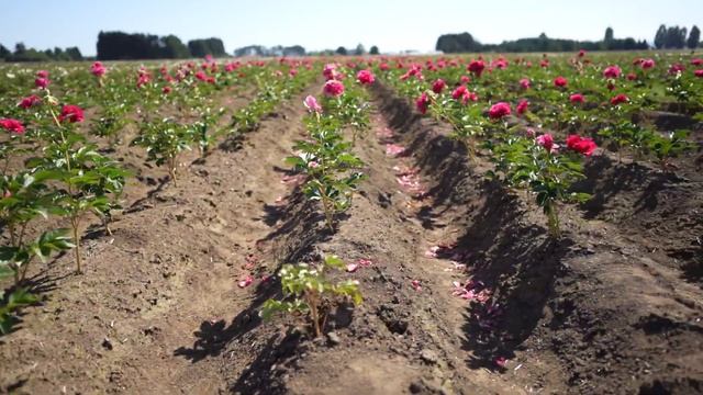 ? Adelman Peony Garden Tour ?// Coast To Coast Home And Garden смотреть онлайн