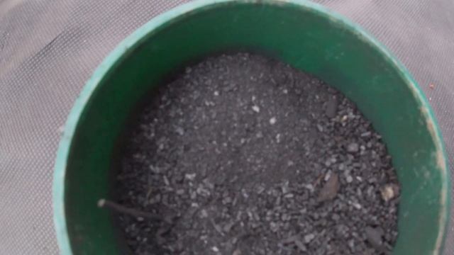 ЧЕРЕНКОВАНИЕ КОРОЛЕВСКОЙ И ЗОНАЛЬНОЙ ПЕЛАРГОНИИ ЛЕТОМ. смотреть онлайн