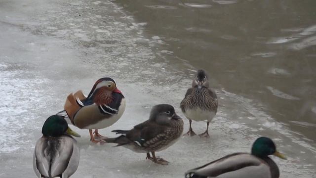 Лианозовский лесопитомник. Мандаринки Aix galericulata. Lianozovsky nursery. The mandarin duck смотреть онлайн