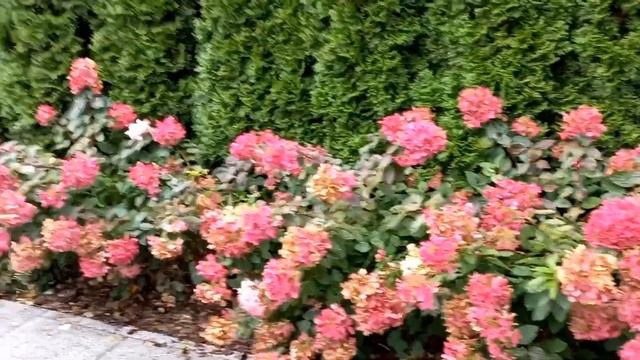 Міксбордери в САДУ. ???? Розташування РОСЛИНОК на КЛУМБІ. Злаки, гортензії, хости, бересклети. смотреть онлайн
