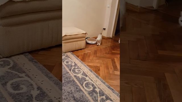 Британские серебристые шиншиллы и шиншилла-пойнт. смотреть онлайн