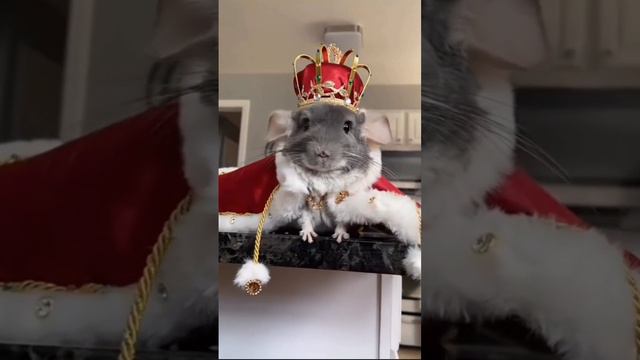 Фотомодельки🐭 смотреть онлайн