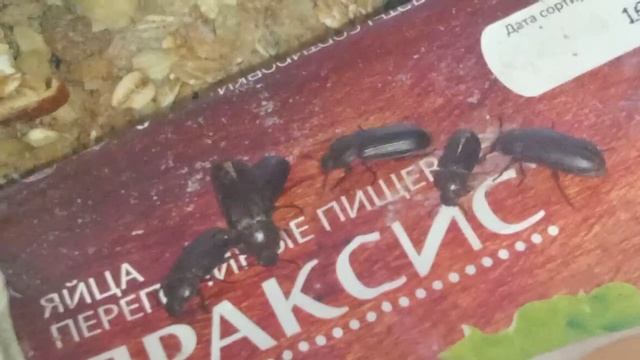 Мучной жук 2023 смотреть онлайн