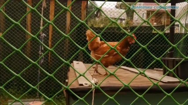 Куры. Вспоминая лето. Почти АСМР смотреть онлайн
