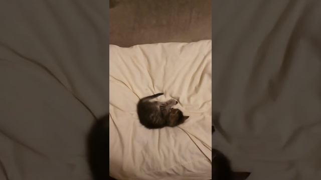 Котёнок 1 месяц: что уже умеет смотреть онлайн