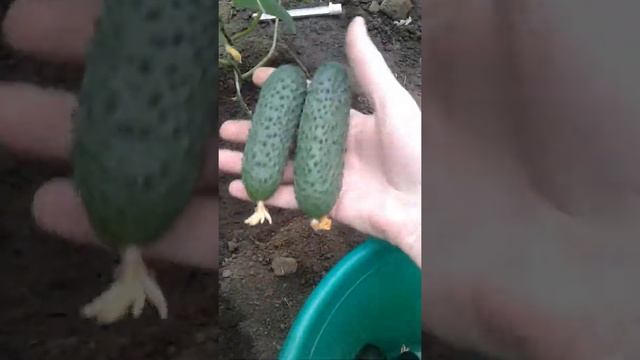 #4 Огурец Бьерн, Кураж, Лютояр, Адмирал, Меренга на 17.04.2019г. смотреть онлайн