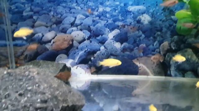 Лабидохромис Хонги Кимпума Ред мальки смотреть онлайн