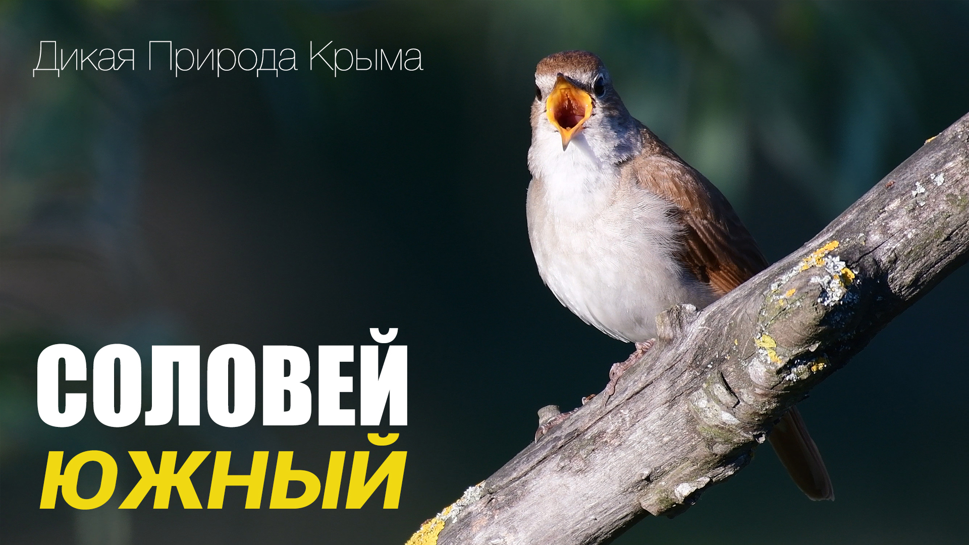 Ария Южного Соловья. Исполняет автор. смотреть онлайн