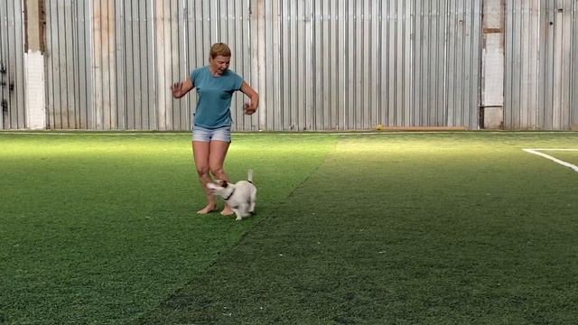 Танцы с собаками Dog dance Тимошина Светлана & Гувер.Танец "Горько-Сладкий Мир"Тренировка 25.07.202 смотреть онлайн