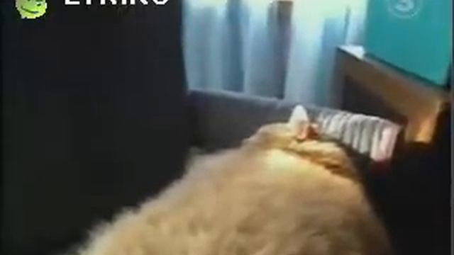 самый толстый кот в мире (the big cat) смотреть онлайн