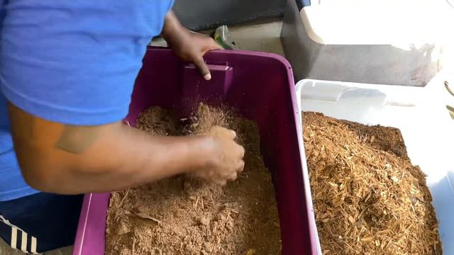 Create a Bio-Active Bearded Dragon Enclosure. #bioactiveenclosure #reptiles #youtubevideos #pets смотреть онлайн