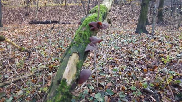 Uszak bzowy (Auricularia auricula-judae) смотреть онлайн
