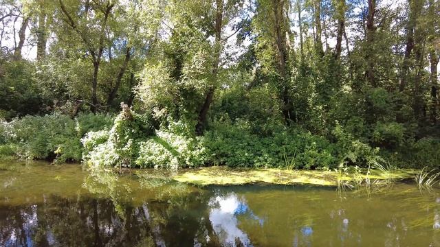 DJI Pocket 2. Лес осенний. смотреть онлайн