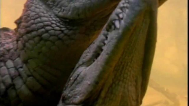 Crocodile mating смотреть онлайн