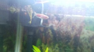 гуппи болезнь