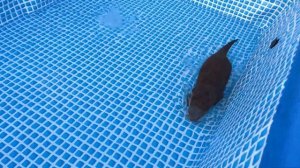 新しいプールに大喜びのカワウソとキレまくるカワウソ  Восторженные выдры в новом бассейне и веселые выдры
