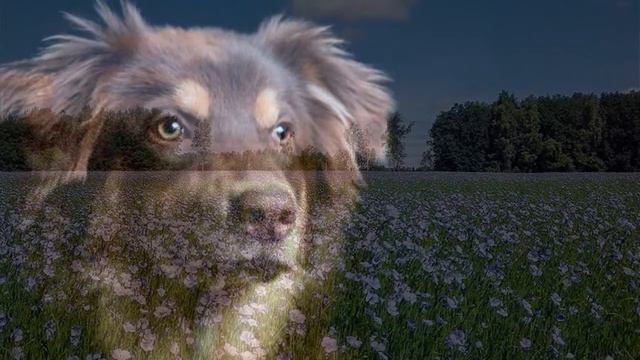 ДДТ Метель смотреть онлайн