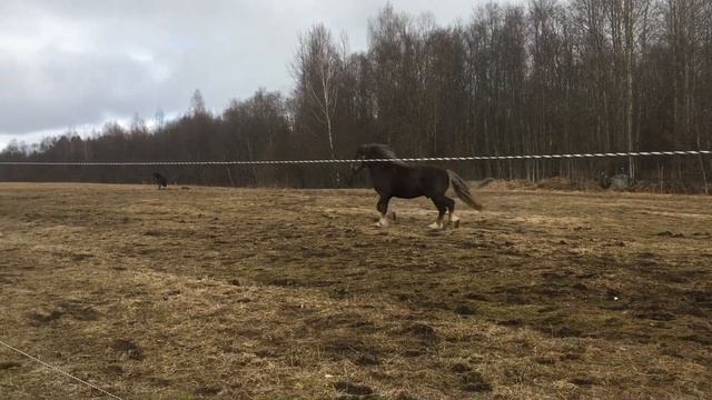 Владимирский тяжеловоз. Поймать сенбернара 😂 смотреть онлайн