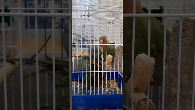 Попугаи неразлучники. Подкормка. смотреть онлайн