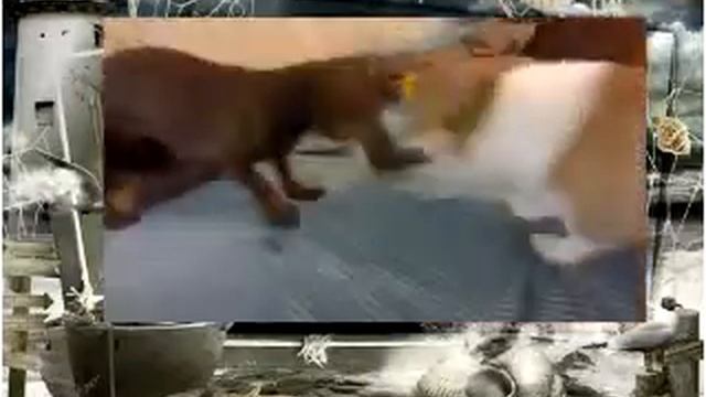 Собачьи бои Такса vs Корги Неожиданный код смотреть онлайн
