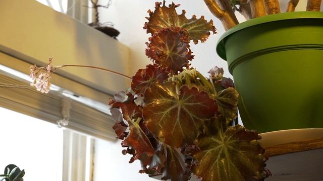 Our Indoor Rex Begonia Is Flowering смотреть онлайн