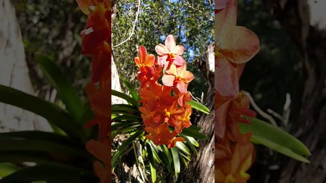 Vanda - orange - No ID - dec 2015 смотреть онлайн