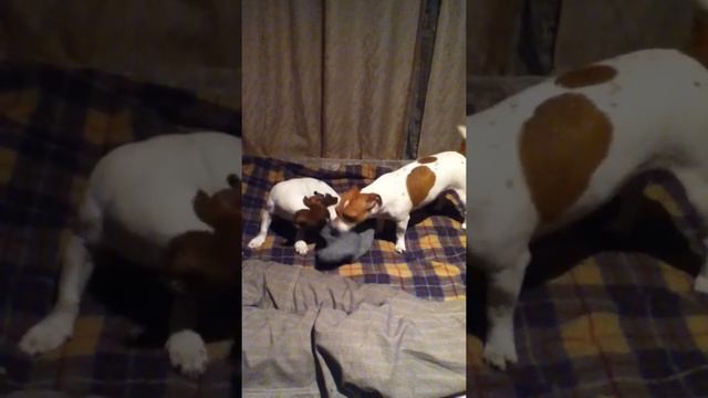 Перетягивание каната (с щенками))))))))))))) смотреть онлайн