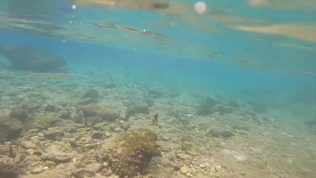 BARRACUDA? БАРРАКУДЫ НА ОХОТЕ??SIVA SHARM ?ОБЗОР+ПЛЮСЫ ДЕШЕВОГО ОТЕЛЯ #sivasharm #обзор #барракуда смотреть онлайн