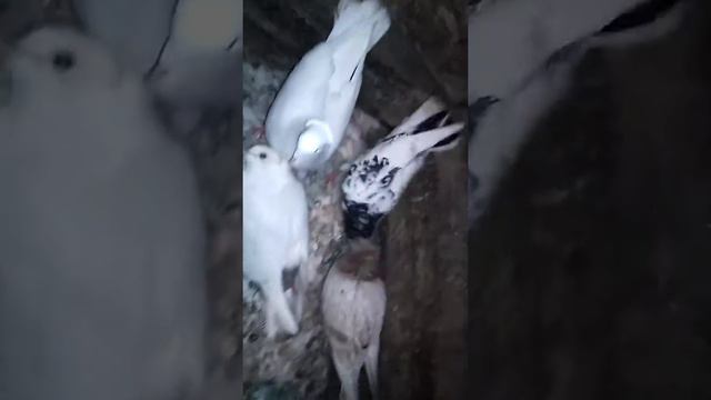 Голуби вертят головой смотреть онлайн