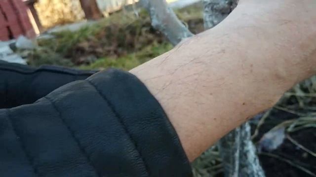 Прививка разных сортов груши на одно дерево смотреть онлайн