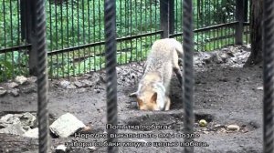 Почему собака роет ямы во дворе: что делать