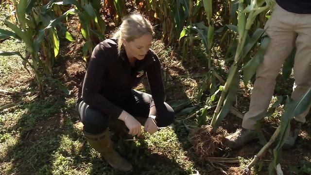Introducing: Dekalb Maize смотреть онлайн