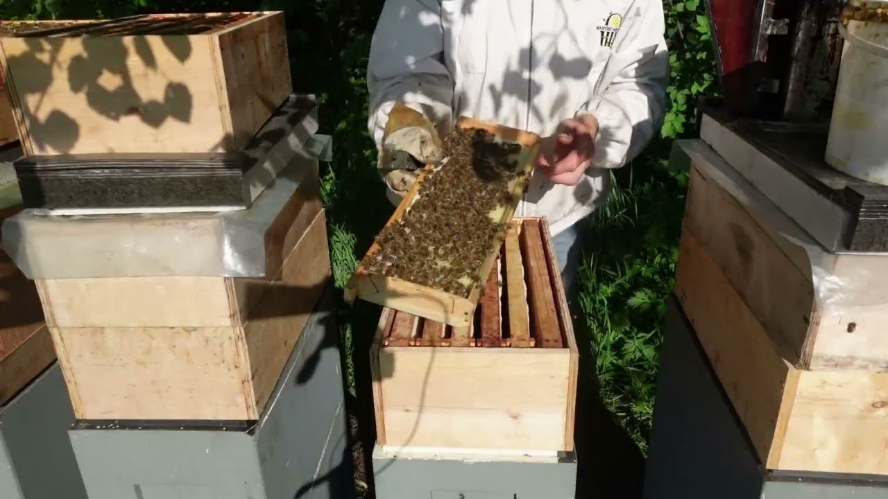 противороевые методы на 6ти рамочных ульях смотреть онлайн