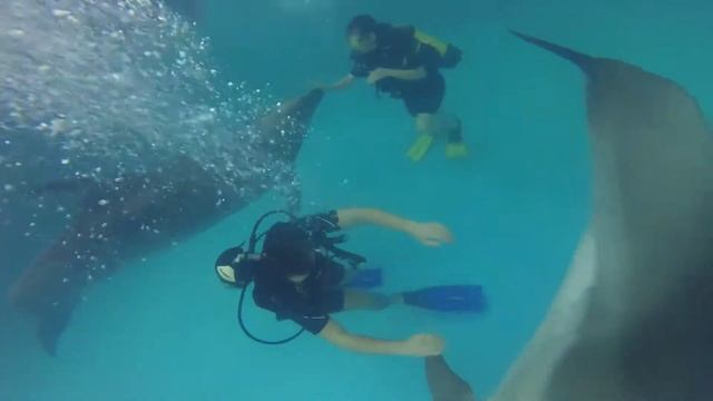 Дайвинг с дельфинами (Diving with Dolphins) смотреть онлайн