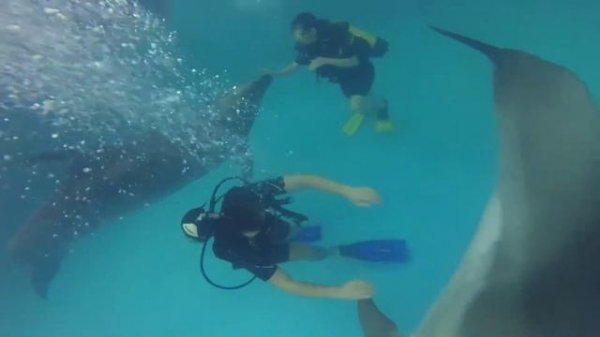 Дайвинг с дельфинами (Diving with Dolphins)