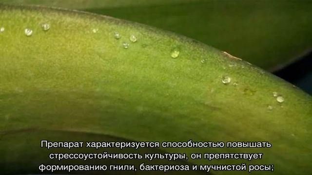 Липкие капли на листьях орхидеи: причины и методы лечения