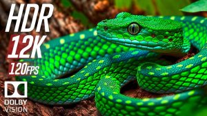 Лучшее из животных в Dolby Vision 12K ULTRA HD HDR 120fps