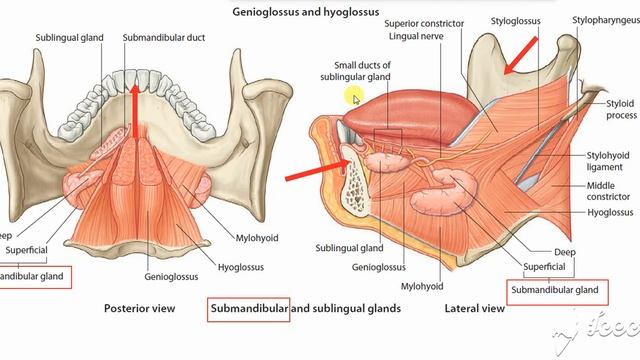 Submandibular gland Site смотреть онлайн