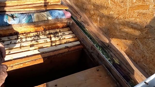 Закармливание пчел на зиму. смотреть онлайн