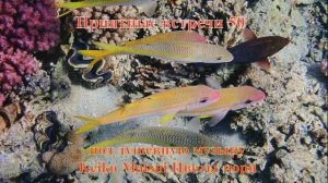 Приятные встречи 50 Барабулька желтоперая и желтополосая под душевную музыку Keiko Matsui Цветы моря