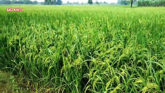 धान में (NPK) एनपीके 00:00:50 देने का सही समय और सही तरीका क्या है। смотреть онлайн