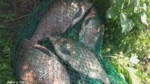 ЛЕЩИ КЛЮЮТ на ЭТО САЛО! Рыбалка на леща на ОКЕ! Ловля на КОРОТКИЕ поводки!