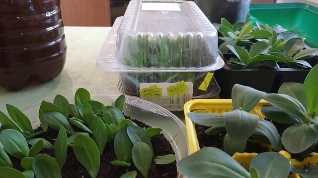 24.03.2023 укореняю эустому.