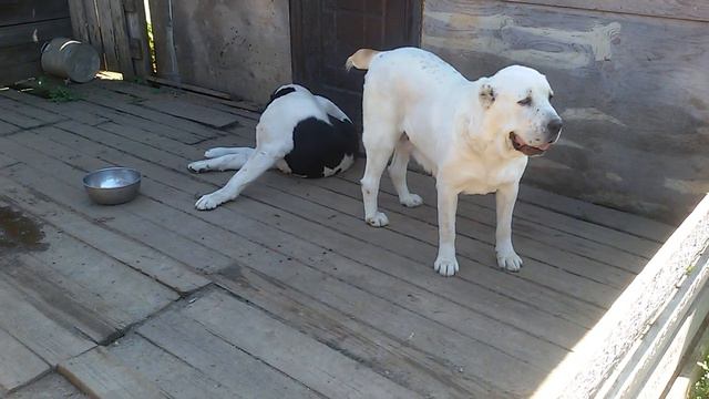 Бугай Алабай. Красный день календаря Дивеи 26 .08.19 смотреть онлайн