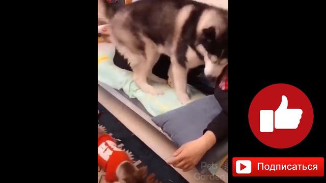 Cute Pets And Funny Animals Compilation Pets Garden Милые Домашние Животные И Забавные Животные 202 смотреть онлайн