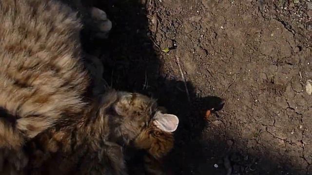 Кошка гоняется за своим хвостом смотреть онлайн