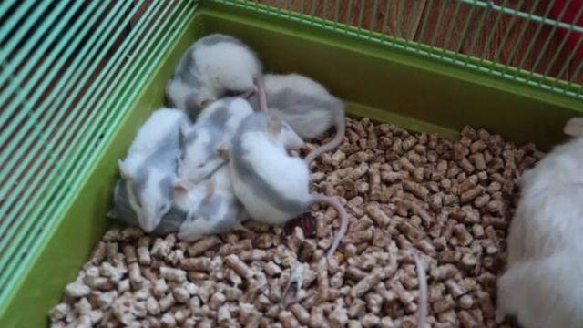 КРЫСА РОДИЛА ОЧЕНЬ МНОГО КРЫСЯТ. ВСЕ КРЫСЯТА ВЫЖИЛИ :) смотреть онлайн