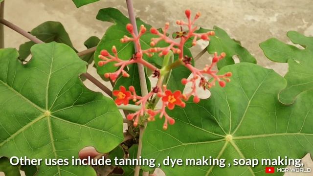 Jatropha Podagrica|జట్రోఫా పొడగ్రికా|Buddha's Belly Plant |Flessen Plant|Bottle Plant Shrub|