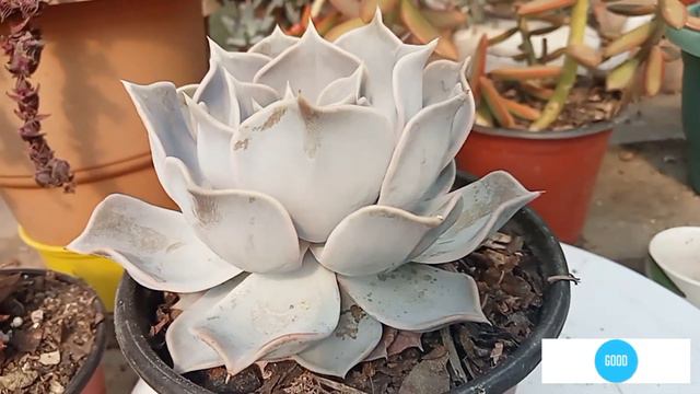 ||19 different varieties || Succulents with names@Manju,z farm stay смотреть онлайн